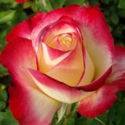  Rosa Double Delight cserepes rzsa