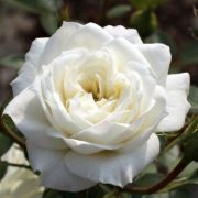  Rosa Bianco cserepes rzsa