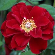  Rosa Fekete Istvn cserepes rzsa