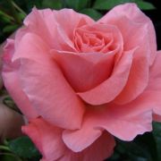  Rosa Favorite cserepes rzsa