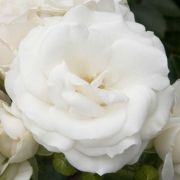  Rosa White Magic cserepes rzsa