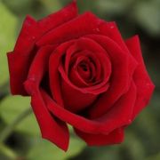  Rosa Avon cserepes rzsa