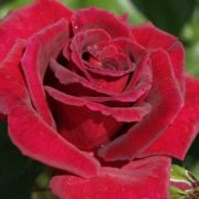  Rosa Black Velvet cserepes rzsa