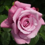  Rosa Violette Parfum cserepes rzsa