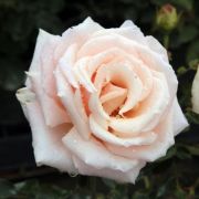  Rosa Diamond Jubilee cserepes rzsa