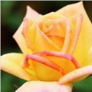  Rosa Gold Crown cserepes rzsa