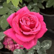  Rosa Grgny cserepes rzsa