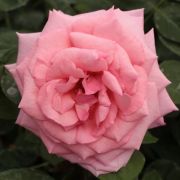 Rosa Kanizsa cserepes rzsa