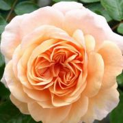  Rosa Sangerhuser Jubilumsrose  cserepes rzsa