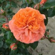  Rosa Orangerie  cserepes rzsa