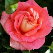  Rosa Sommersonne cserepes rzsa
