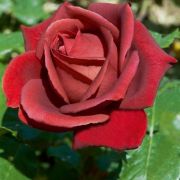  Rosa Terracotta cserepes rzsa