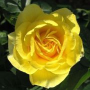  Rosa Carte d'Or cserepes rzsa