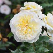  Rosa Lady Romantica cserepes rzsa
