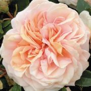  Rosa Garden of Roses cserepes rzsa