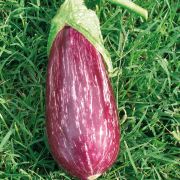  Rania cskos padlizsn palnta 12 cm-es cserpben (szllts prilis vgtl)