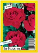  Red Delight polyanthus gykrcsomagolt rzsat