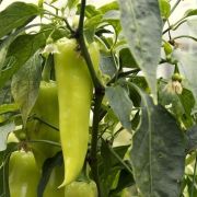  Rekord paprika palnta 12 cm-es cserpben D
