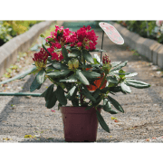  Rhododendron 30-35