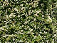  Futrzsa Rosai Banksiae 'Alba' CLT3