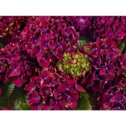  Hydrangea macrophylla royal red purple hortenzia 5 literes cserpben (szllts kb. Jliustl)