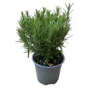  Rozmaring 14 cm-es cserpben