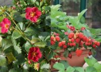  Ruby ann folytonterm balkon eper 12-es cserpben D