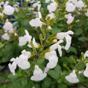  Salvia microphylla 'gletsjer' vel 14 cm cserpben