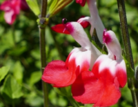  Salvia microphylla 'hot lips' vel szi zslya 14 cm cserpben