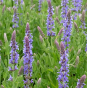  Salvia nemorosa 'caradonna pink' vel ligeti zslya 14 cm cserpben