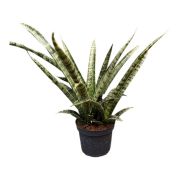  Sansevieria - Szobai szanszeviria 12 cm-es cserpben, 20/30 cm