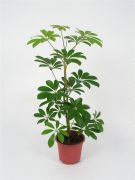  Schefflera arboricola 'Charlotte' 13 cm-es cserpben, kb. 35 cm magas