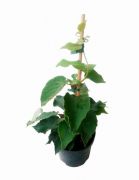  Kivi (porzs) Actinidia Chinensis 'Tomuri' CLT3