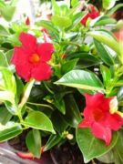  Sundavillea P14 piramis tlcsrjzmin