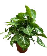  Syngonium nyllevl 12 cm.es cserpben kb. 25 cm magas