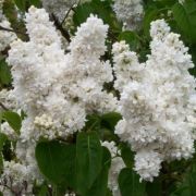  SYRINGA VULGARIS MADAME LEMOINE CLT. 15 80/100 Orgona