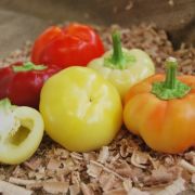  Szalva paprika palnta 10,5 cm-es cserpben ID
