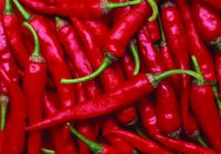  Szegedi 80 paprika palnta 12 cm-es cserpben