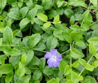  3 db Vinca minor 'bowles's variety' vel kis metng 9x9 cm cserpben
