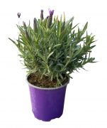  Levendula stoech 14 cm-es cserpben