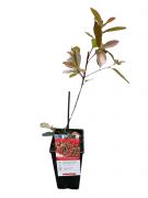  Photinia Fraseri 