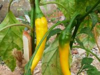  Cayenne paprika palnta 12 cm-es cserpben (szllts kb. prilis vgtl)