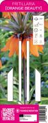 Young Generation Fritillaria Imperialis Orange Beauty csszrkorona virghagyma (szllts 2024.09.01-09.15 kztt)