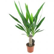  Yucca Elephantipes plmaliliom 12 cm-es cserpben, kb. 40 cm magas