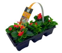 Ozis zld level, piros virg begnia, 6 db pakkban