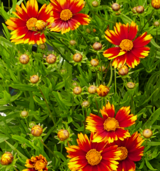 Coreopsis 'Daybreak' évelő menyecskeszem 14 cm cserépben 2142000000142-12