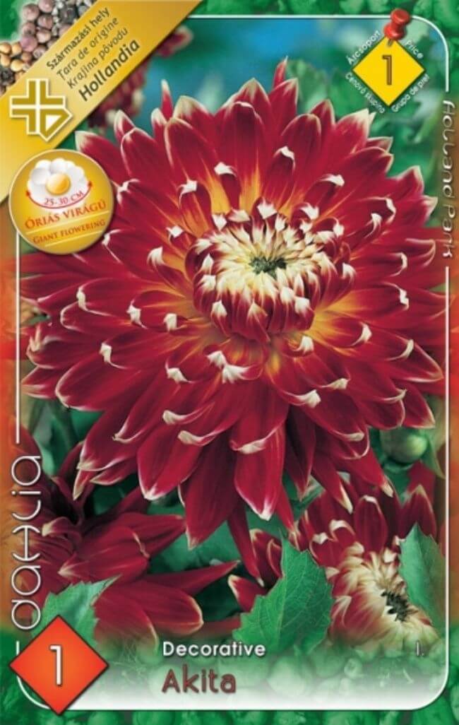 Cheap Akita Decorative Dahlia "akita" Dahlia Flowers