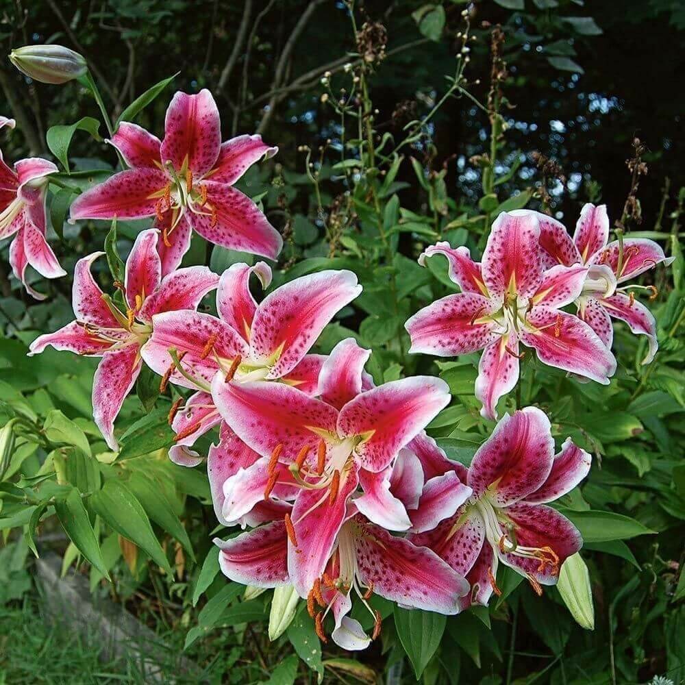 Lilium Oriental hybrid Stargazer liliom virághagyma 1' 8712494302769