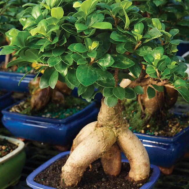 Tpoldatok bonsai nvnyekhez