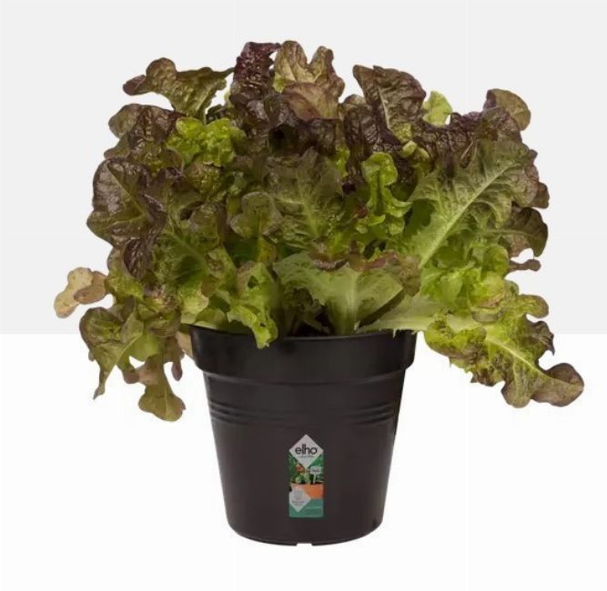 Elho Green Basics Growpot 27 cm Living Black  manyag kasp